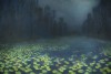 RICHARD CARTWRIGHT - 'Swimming Amongst Waterlilies'